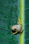 Natal Tree Frog