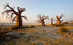 Salt pan between the baobab trees