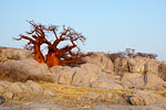 Glowing red baobab
