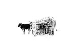Nguni Cattle abstract3