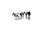 Nguni Cattle abstract5