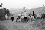 Herding nguni home
