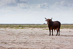 Cattle on Lake Edge - Sibaya