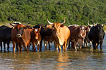 Cattle on Lake Edge - Sibaya