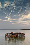 Cattle in the water - Sibaya